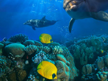 Море 2