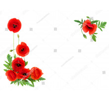 Цветы 54